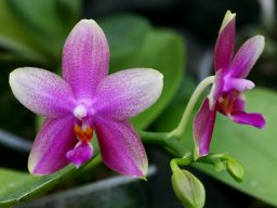 Phal.MivaFragrans001